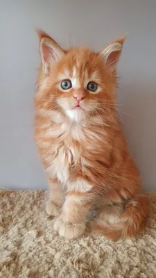 Котенок мейн-кун