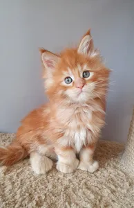 Котенок мейн-кун