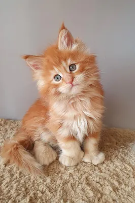 Котенок мейн-кун