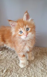 Котенок мейн-кун