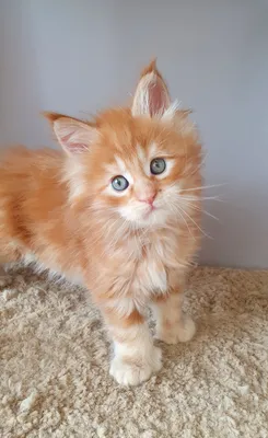 Котенок мейн-кун
