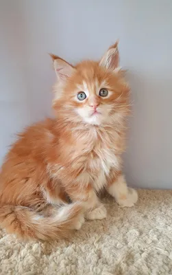 Котенок мейн-кун