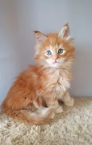 Котенок мейн-кун