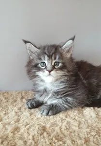 Maine Coon kitten