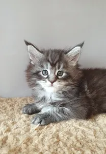 Maine Coon kitten
