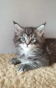 Maine Coon kitten