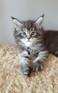 Maine Coon kitten