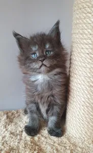 Maine Coon kitten