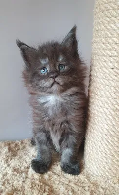 Maine Coon kitten
