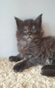 Maine Coon kitten