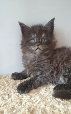 Maine Coon kitten