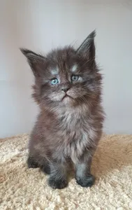 Maine Coon kitten