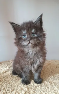 Maine Coon kitten
