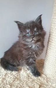 Maine Coon kitten