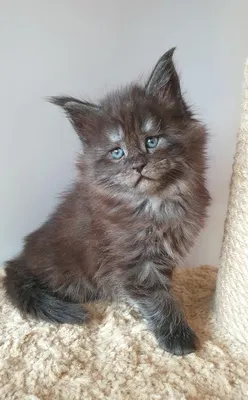 Maine Coon kitten