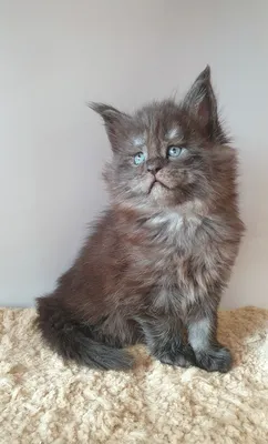 Maine Coon kitten