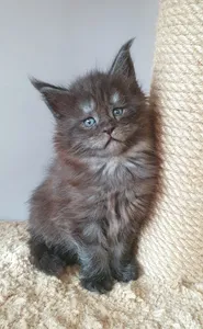 Maine Coon kitten
