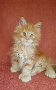 Котенок мейн-кун