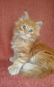 Котенок мейн-кун