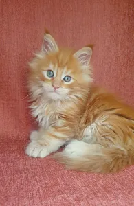 Котенок мейн-кун