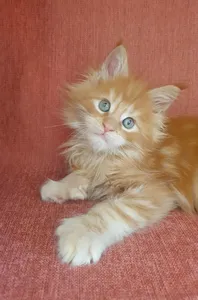 Котенок мейн-кун