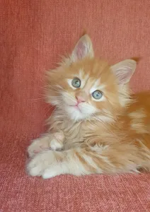 Котенок мейн-кун