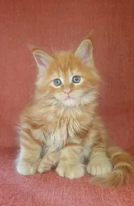 Котенок мейн-кун