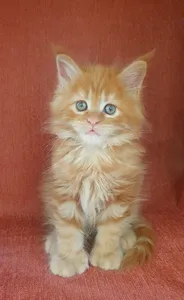 Котенок мейн-кун