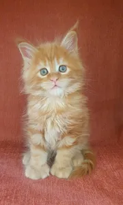 Котенок мейн-кун