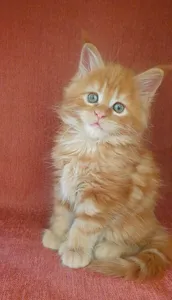 Котенок мейн-кун