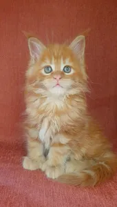 Котенок мейн-кун