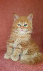 Котенок мейн-кун