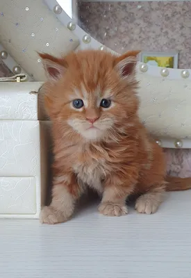 Maine Coon kitten