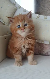Maine Coon kitten