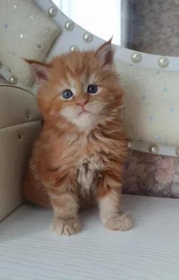 Maine Coon kitten