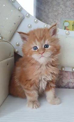 Maine Coon kitten