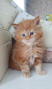 Maine Coon kitten