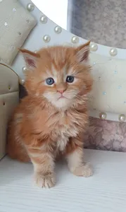 Maine Coon kitten