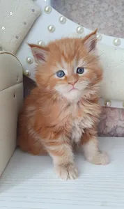 Maine Coon kitten