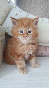 Maine Coon kitten
