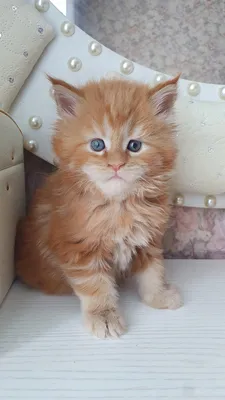 Maine Coon kitten