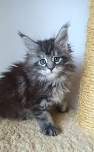 Котенок мейн-кун