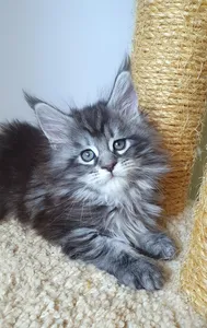 Котенок мейн-кун