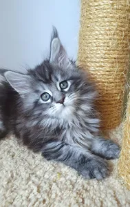 Котенок мейн-кун