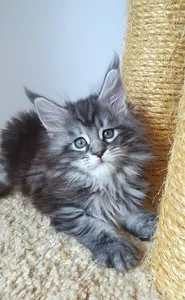 Котенок мейн-кун