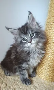 Котенок мейн-кун