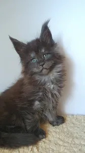 Котенок мейн-кун