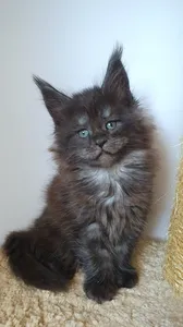 Котенок мейн-кун