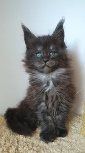 Котенок мейн-кун