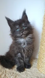 Котенок мейн-кун